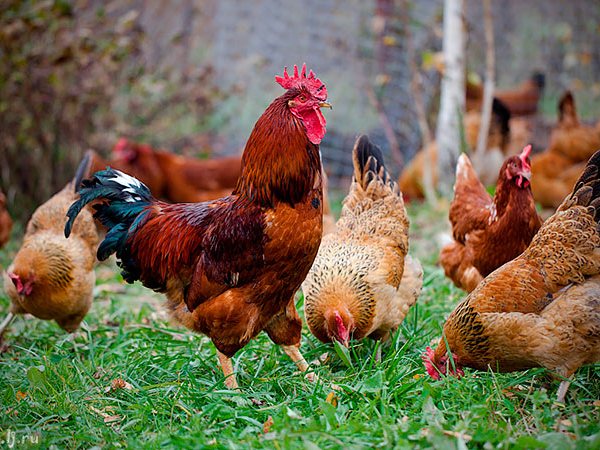 Породы куриц | ЗооТом - продажа, вязка и услуги для животных в Малаховке