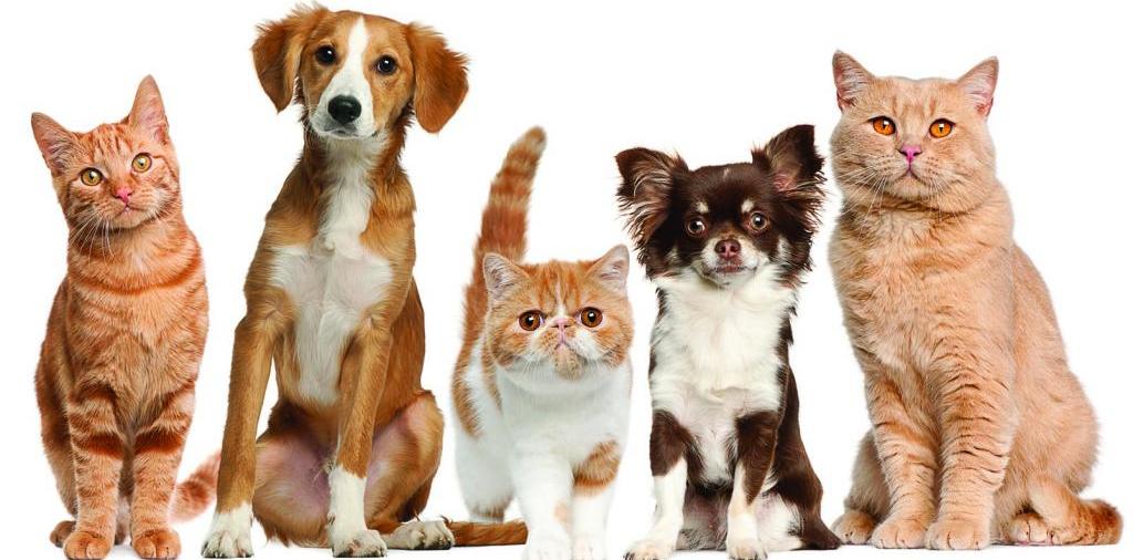 Доска объявлений о животных | ЗооТом - продажа, вязка и услуги для животных в Малаховке