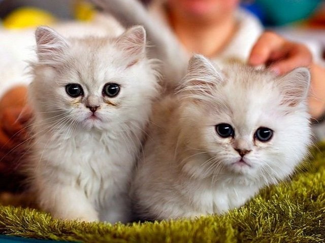 Породы кошек в Малаховке | ЗооТом портал о животных