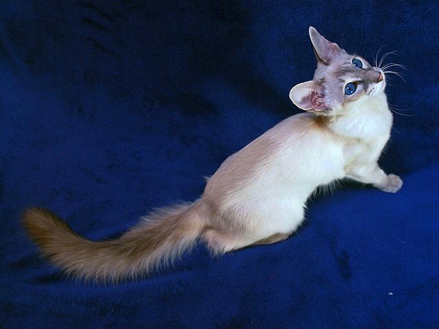 Выведенные породы кошек в Малаховке | ЗооТом портал о животных