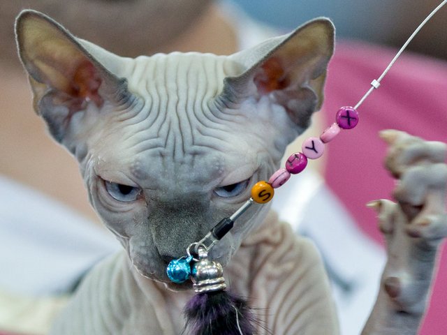 Выставки кошек в Малаховке | ЗооТом портал о животных