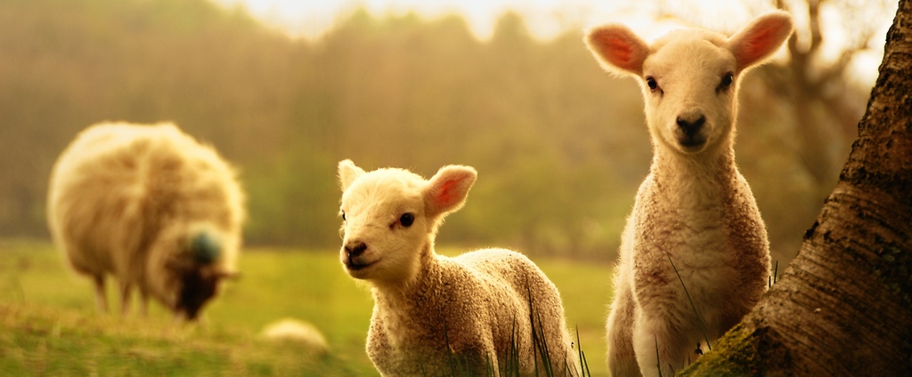 Объявления о сельскохозяйственных животных | ЗооТом - продажа, вязка и услуги для животных в Малаховке