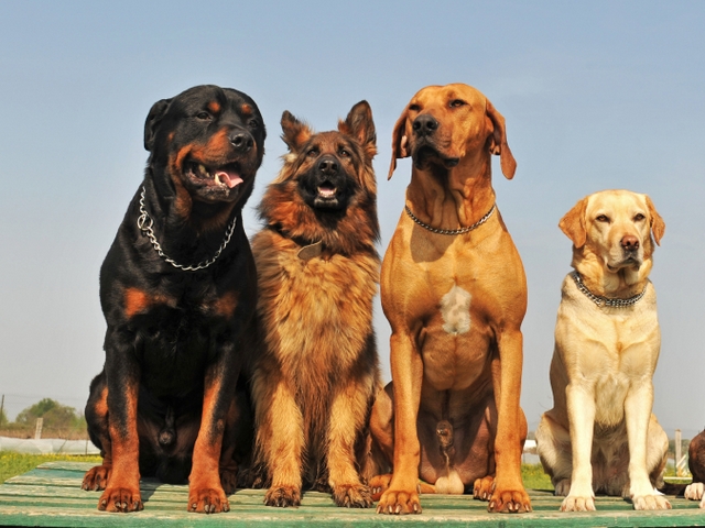 Крупные породы собак в Малаховке | ЗооТом портал о животных