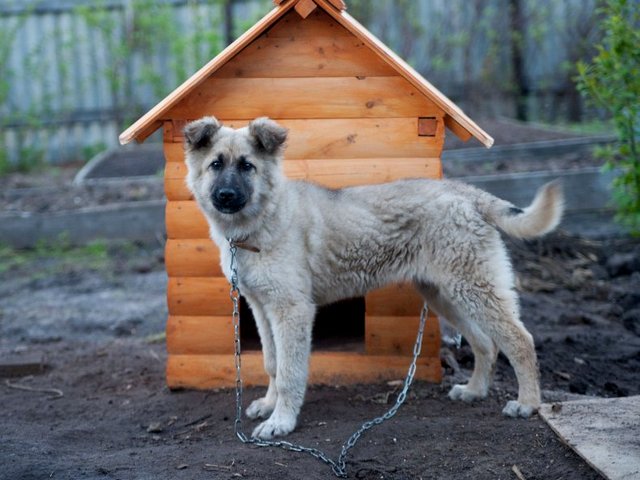 Все о собаках в Малаховке